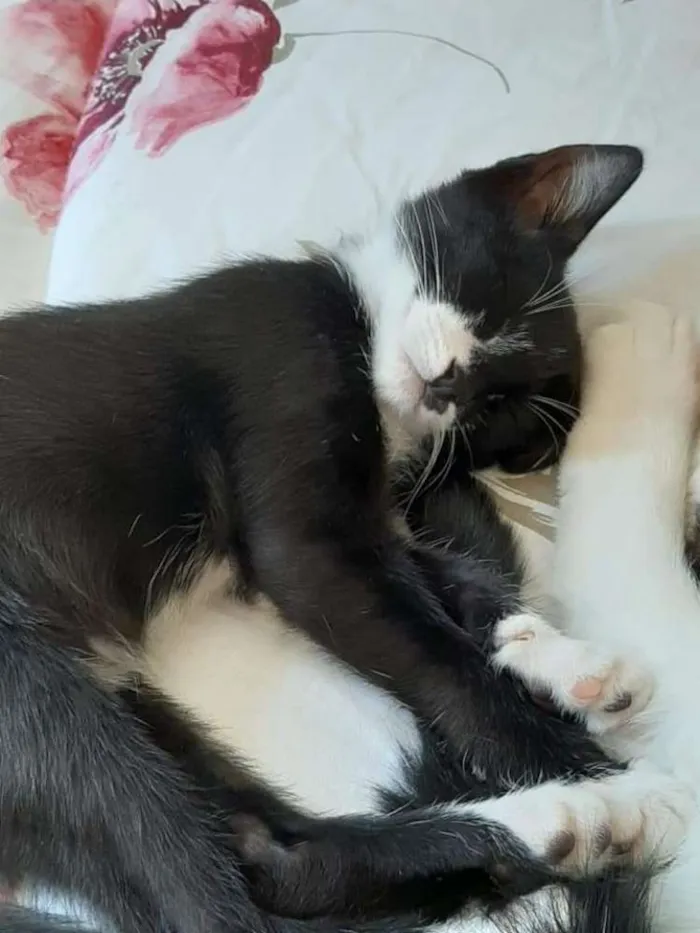 Gato ra a Srd idade 2 a 6 meses nome Miçanga