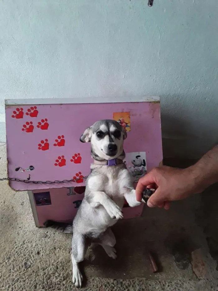 Cachorro raça Indefinido  idade 7 a 11 meses nome Mel