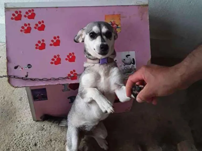 Cachorro raça Indefinido  idade 7 a 11 meses nome Mel