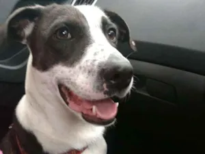 Cachorro raça SRD idade 1 ano nome Princesa
