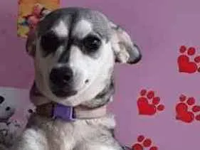 Cachorro raça Indefinido  idade 7 a 11 meses nome Mel