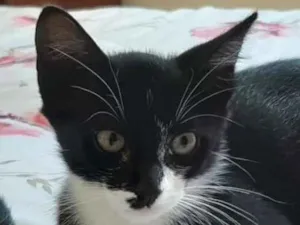 Gato raça Srd idade 2 a 6 meses nome Miçanga