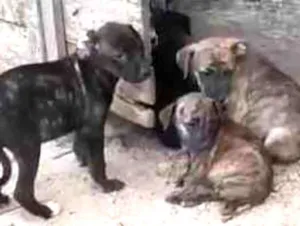 Cachorro raça Vira lata idade 2 a 6 meses nome Sem nomes