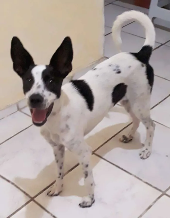 Cachorro ra a Não sei idade 1 ano nome Flóquinha