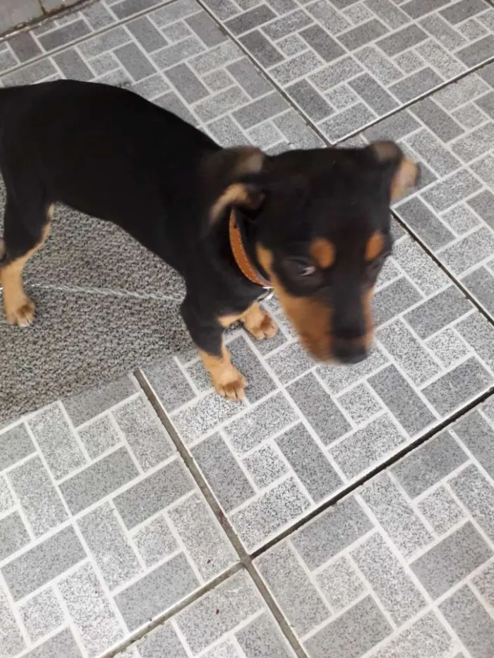 Cachorro ra a Sem raça idade 2 a 6 meses nome Boby