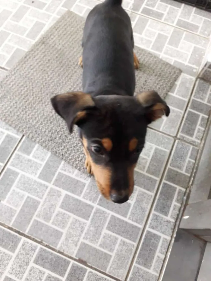 Cachorro ra a Sem raça idade 2 a 6 meses nome Boby