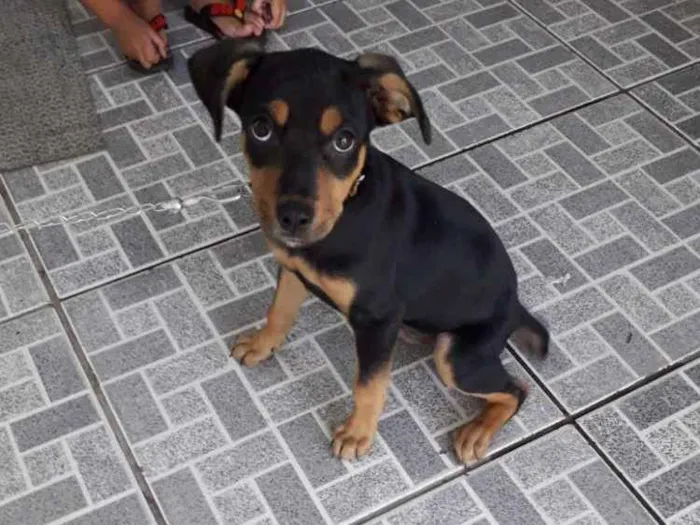 Cachorro ra a Sem raça idade 2 a 6 meses nome Boby