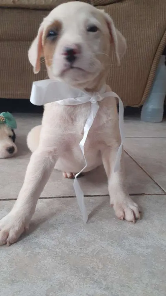 Cachorro ra a Vira Latas idade Abaixo de 2 meses nome Sky e boy