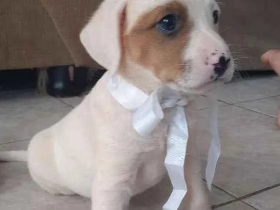 Cachorro ra a Vira Latas idade Abaixo de 2 meses nome Sky e boy