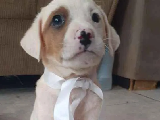 Cachorro ra a Vira Latas idade Abaixo de 2 meses nome Sky e boy