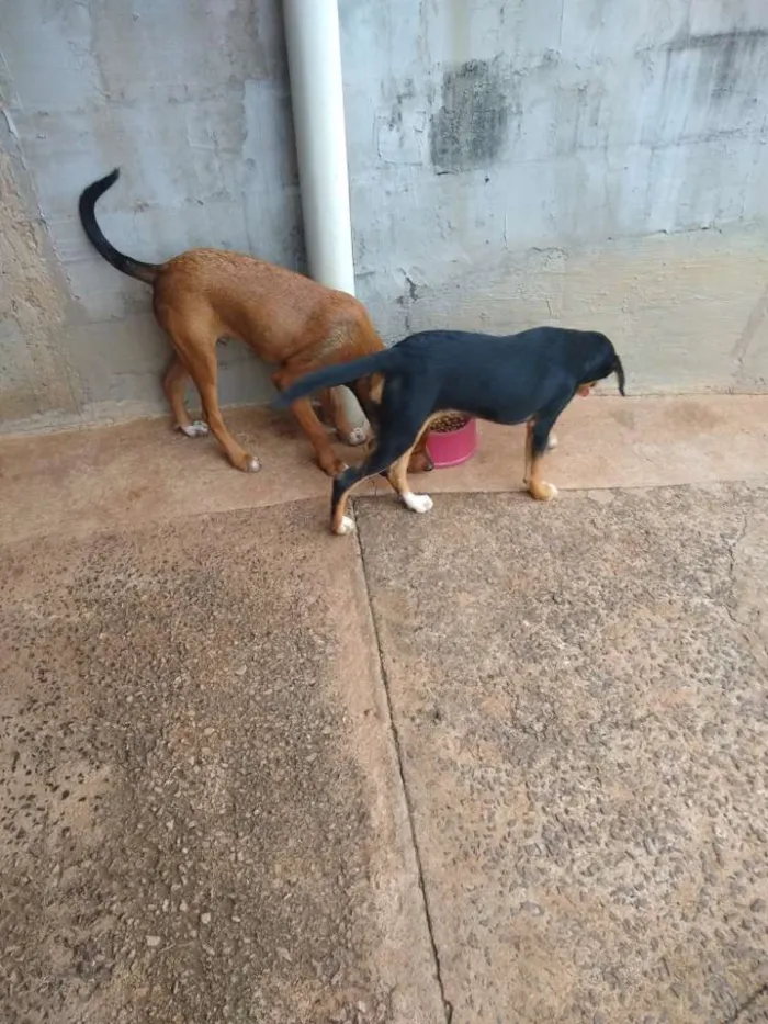 Cachorro ra a Labrador mestiço Fila  idade 2 a 6 meses nome Thor e Kiara