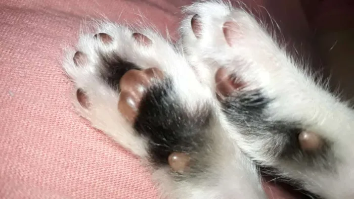 Gato ra a Indefinida idade Abaixo de 2 meses nome Não tem nomes