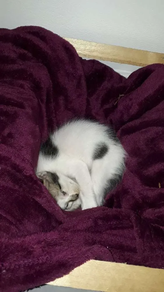 Gato ra a Indefinida idade Abaixo de 2 meses nome Não tem nomes