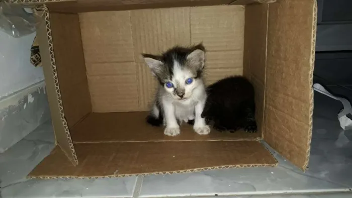 Gato ra a Indefinida idade Abaixo de 2 meses nome Não tem nomes