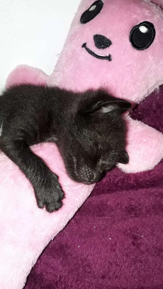 Gato ra a Indefinida idade Abaixo de 2 meses nome Não tem nomes
