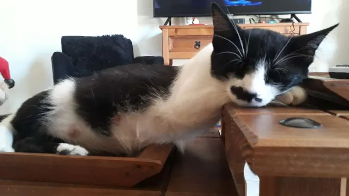 Gato ra a Indefinida idade Abaixo de 2 meses nome Não tem nomes