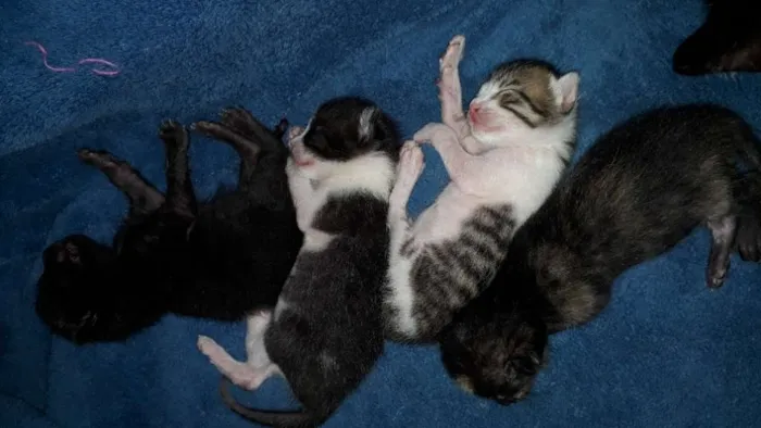 Gato ra a Indefinida idade Abaixo de 2 meses nome Não tem nomes