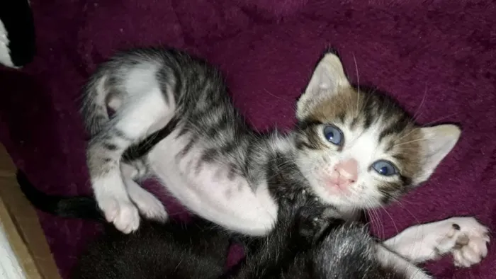 Gato ra a Indefinida idade Abaixo de 2 meses nome Não tem nomes