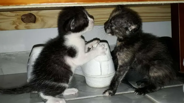 Gato ra a Indefinida idade Abaixo de 2 meses nome Não tem nomes