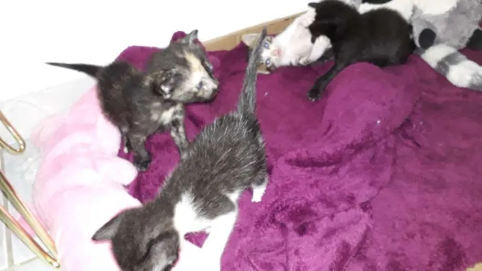 Gato ra a Indefinida idade Abaixo de 2 meses nome Não tem nomes
