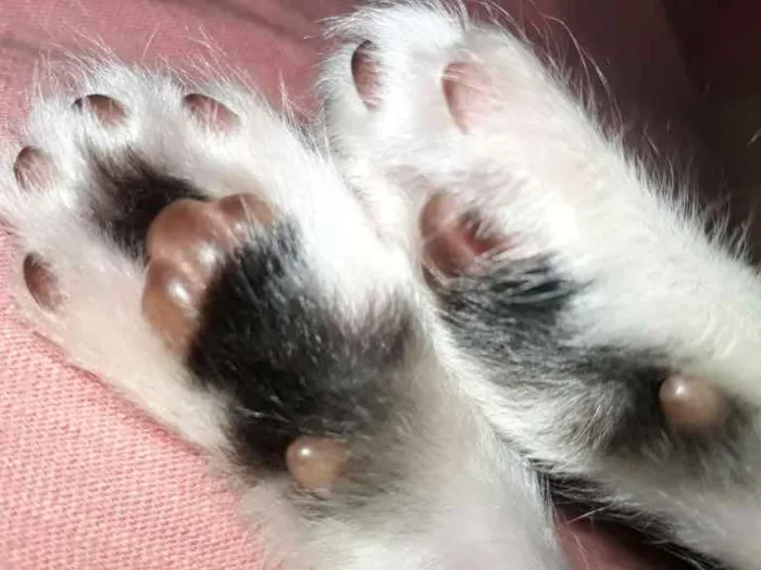 Gato ra a Indefinida idade Abaixo de 2 meses nome Não tem nomes