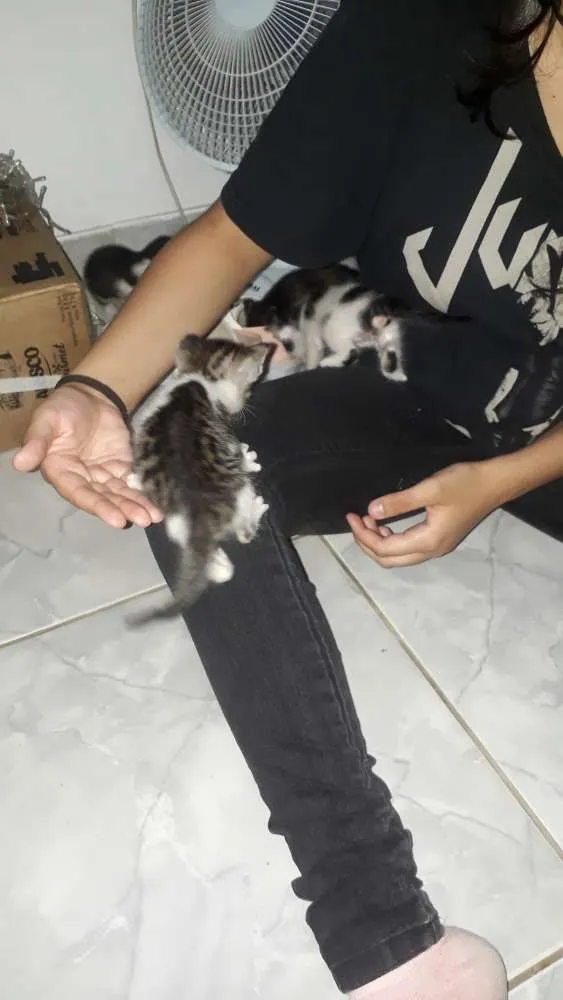 Gato ra a Indefinida idade Abaixo de 2 meses nome Não tem nomes