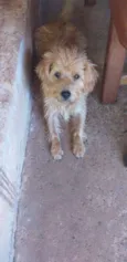 Peludinho 