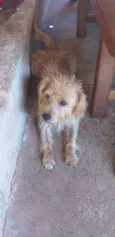 Peludinho 