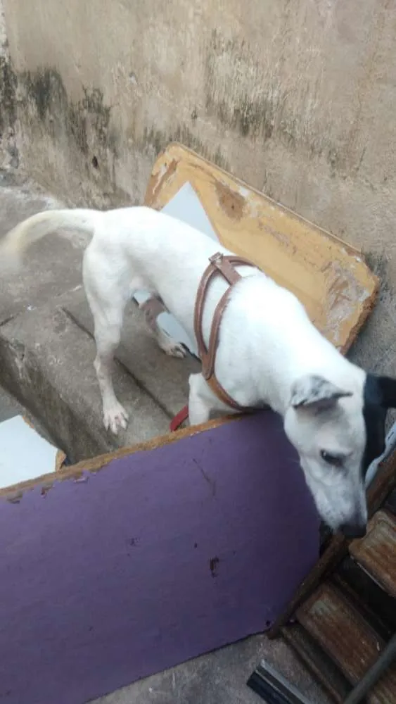 Cachorro ra a Pit bull / vira-lata idade 2 anos nome Marley