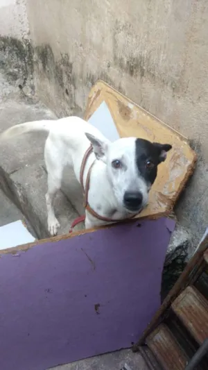 Cachorro raça Pit bull / vira-lata idade 2 anos nome Marley