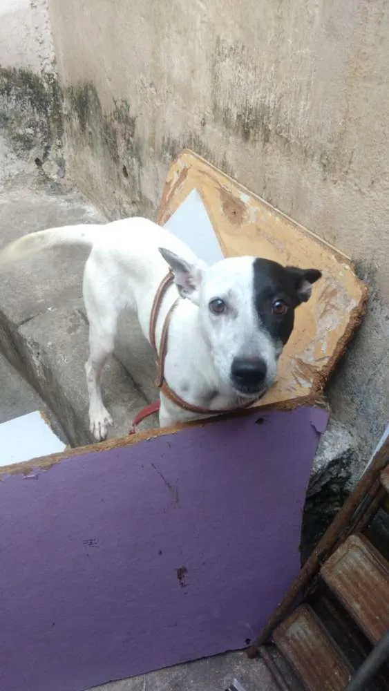 Cachorro ra a Pit bull / vira-lata idade 2 anos nome Marley