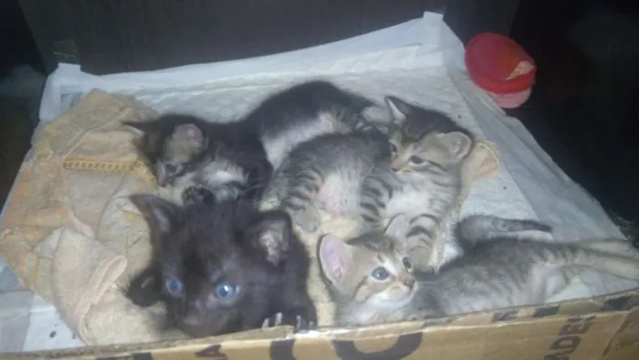 Gato raça SRD idade Abaixo de 2 meses nome Não possuem nome