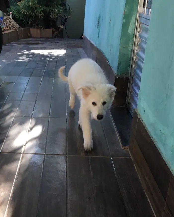 Cachorro raça Pastor Branco suíço  idade 2 a 6 meses nome Freud