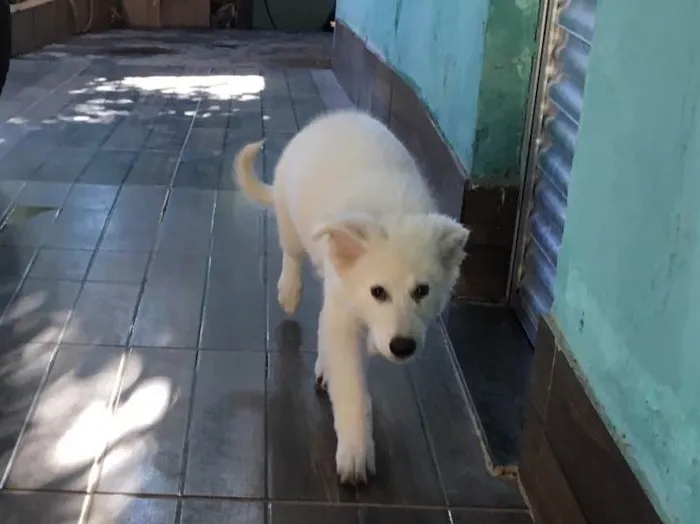 Cachorro raça Pastor Branco suíço  idade 2 a 6 meses nome Freud