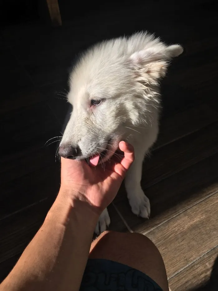 Cachorro raça Pastor Branco suíço  idade 2 a 6 meses nome Freud