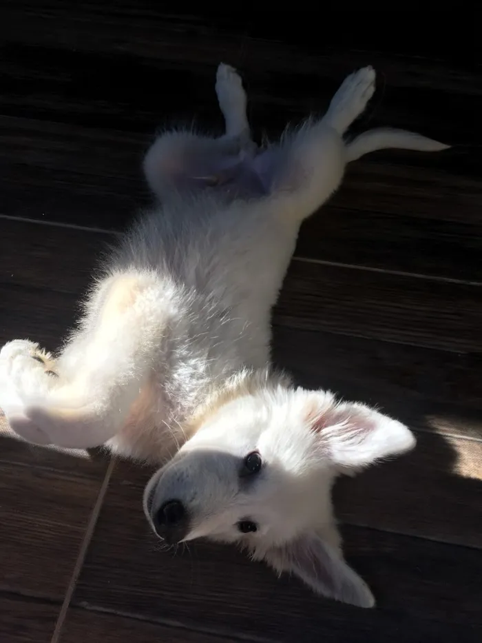 Cachorro raça Pastor Branco suíço  idade 2 a 6 meses nome Freud