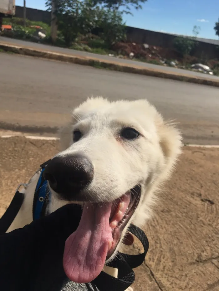 Cachorro raça Pastor Branco suíço  idade 2 a 6 meses nome Freud