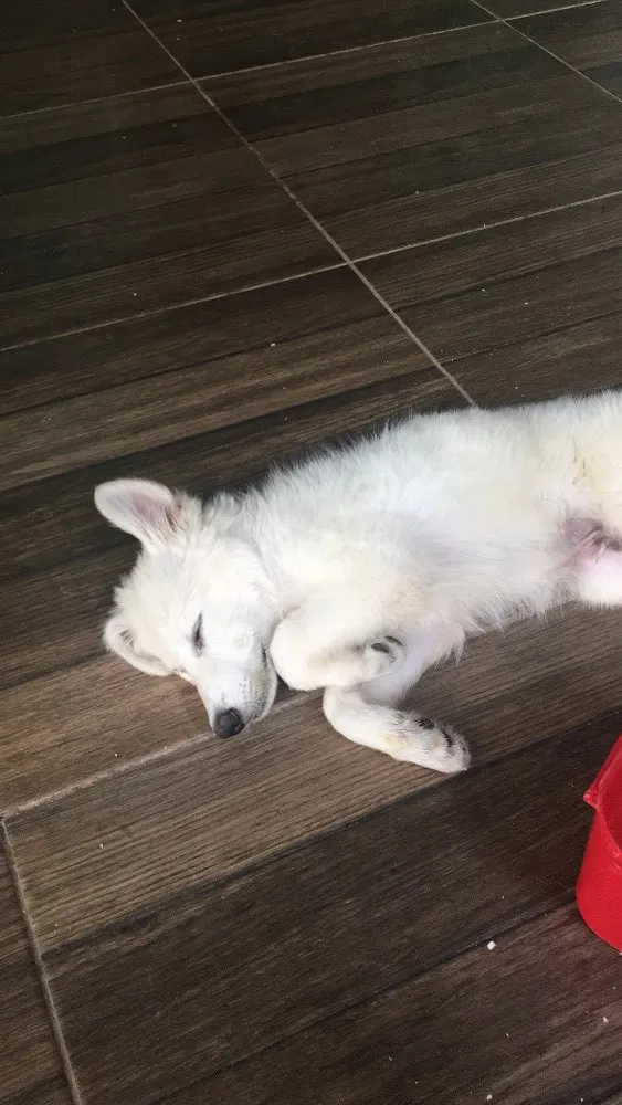 Cachorro raça Pastor Branco suíço  idade 2 a 6 meses nome Freud