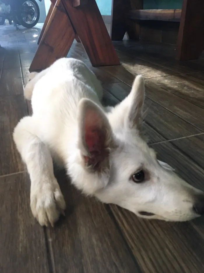 Cachorro raça Pastor Branco suíço  idade 2 a 6 meses nome Freud
