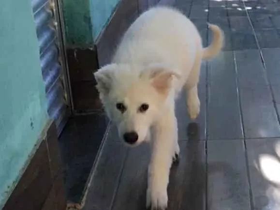 Cachorro raça Pastor Branco suíço  idade 2 a 6 meses nome Freud