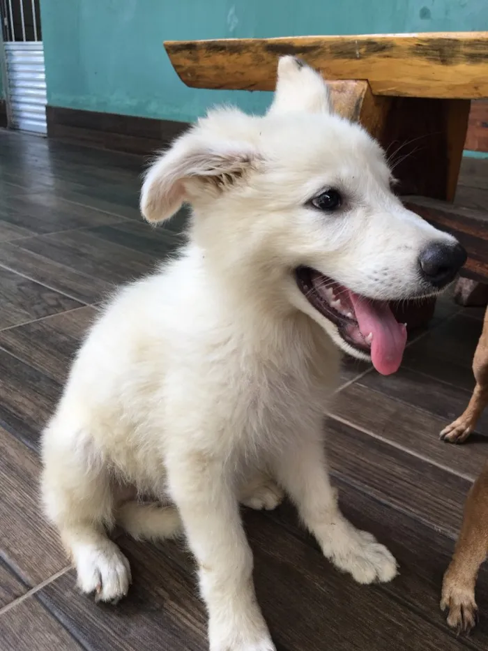 Cachorro raça Pastor Branco suíço  idade 2 a 6 meses nome Freud