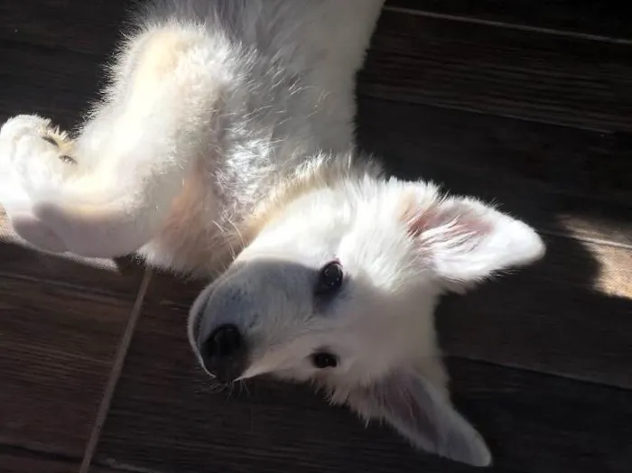 Cachorro raça Pastor Branco suíço  idade 2 a 6 meses nome Freud