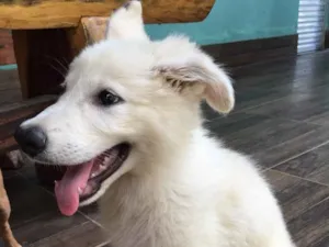 Cachorro raça Pastor Branco suíço  idade 2 a 6 meses nome Freud