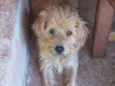 Peludinho 