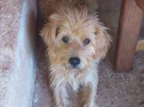Cachorro ra a Poodle com vira_lata  idade 1 ano nome Peludinho 