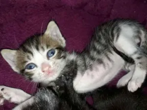 Gato raça Indefinida idade Abaixo de 2 meses nome Não tem nomes