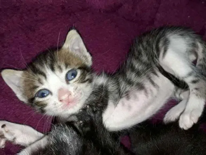 Gato ra a Indefinida idade Abaixo de 2 meses nome Não tem nomes