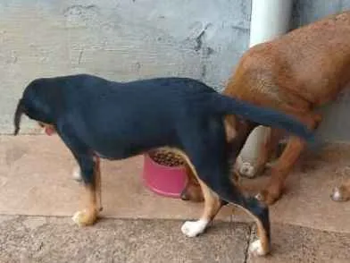 Cachorro ra a Labrador mestiço Fila  idade 2 a 6 meses nome Thor e Kiara