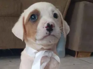 Cachorro raça Vira Latas idade Abaixo de 2 meses nome Sky e boy