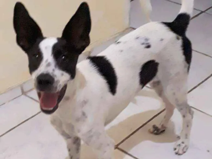 Cachorro ra a Não sei idade 1 ano nome Flóquinha